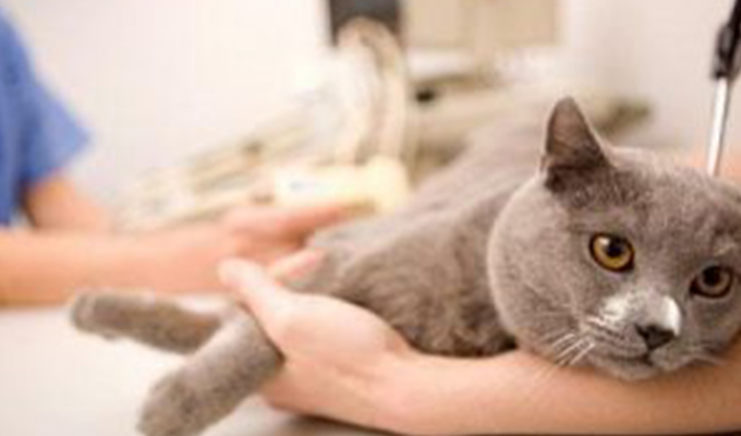 Read more about the article Is Your Cat Trying To Tell You Something? – Subtle Signs Your Cat May Be Sick