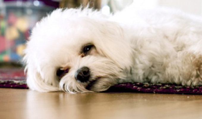 Read more about the article Diabetes in Dogs