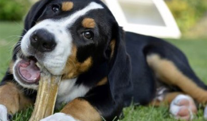 Throw the Dog a Bone: Why Bones are Unsafe for your Dog | McQueen