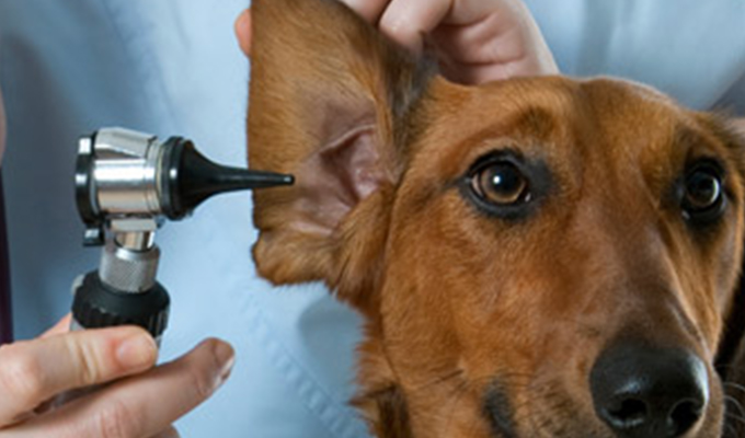 chronic-ear-infections-in-dogs-and-cats-mcqueen-animal-hospital