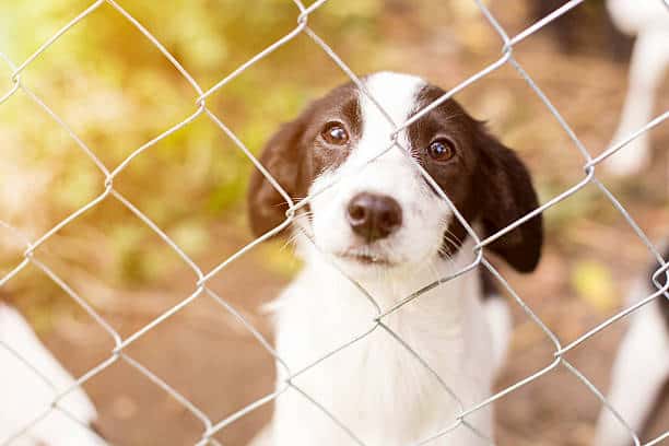 Read more about the article Rule 333 for rescue dogs