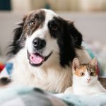 cute-little-cat-and-dog-in-bed-at-home-2